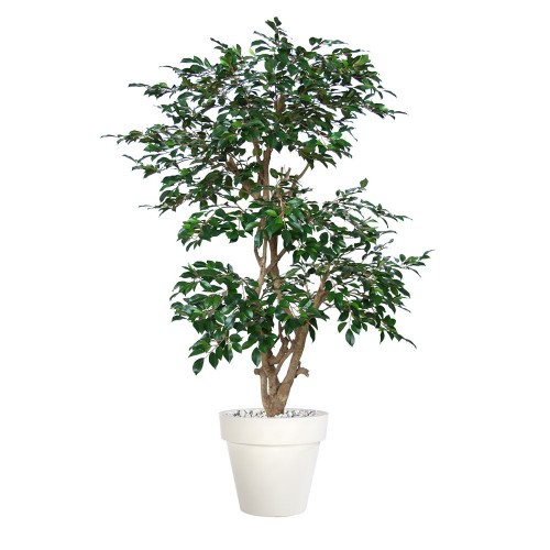 Planta semi-artificiala Ila, Ficus Retusa Stylish Green - 170 cm